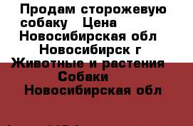 Продам сторожевую собаку › Цена ­ 1 500 - Новосибирская обл., Новосибирск г. Животные и растения » Собаки   . Новосибирская обл.